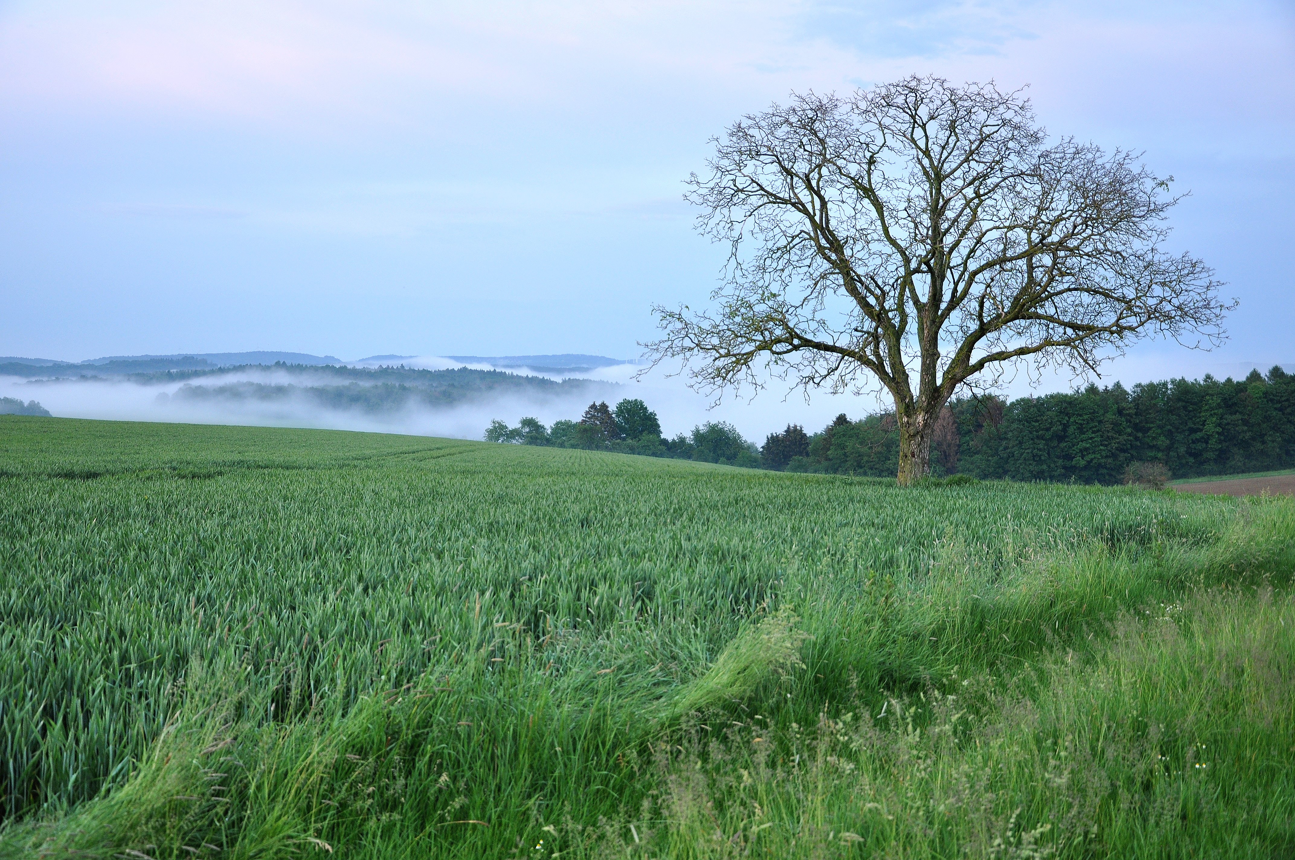 Wallnußbaum oberhalb des Eulengrabens im abendlichen Nebel (Mai 2019)