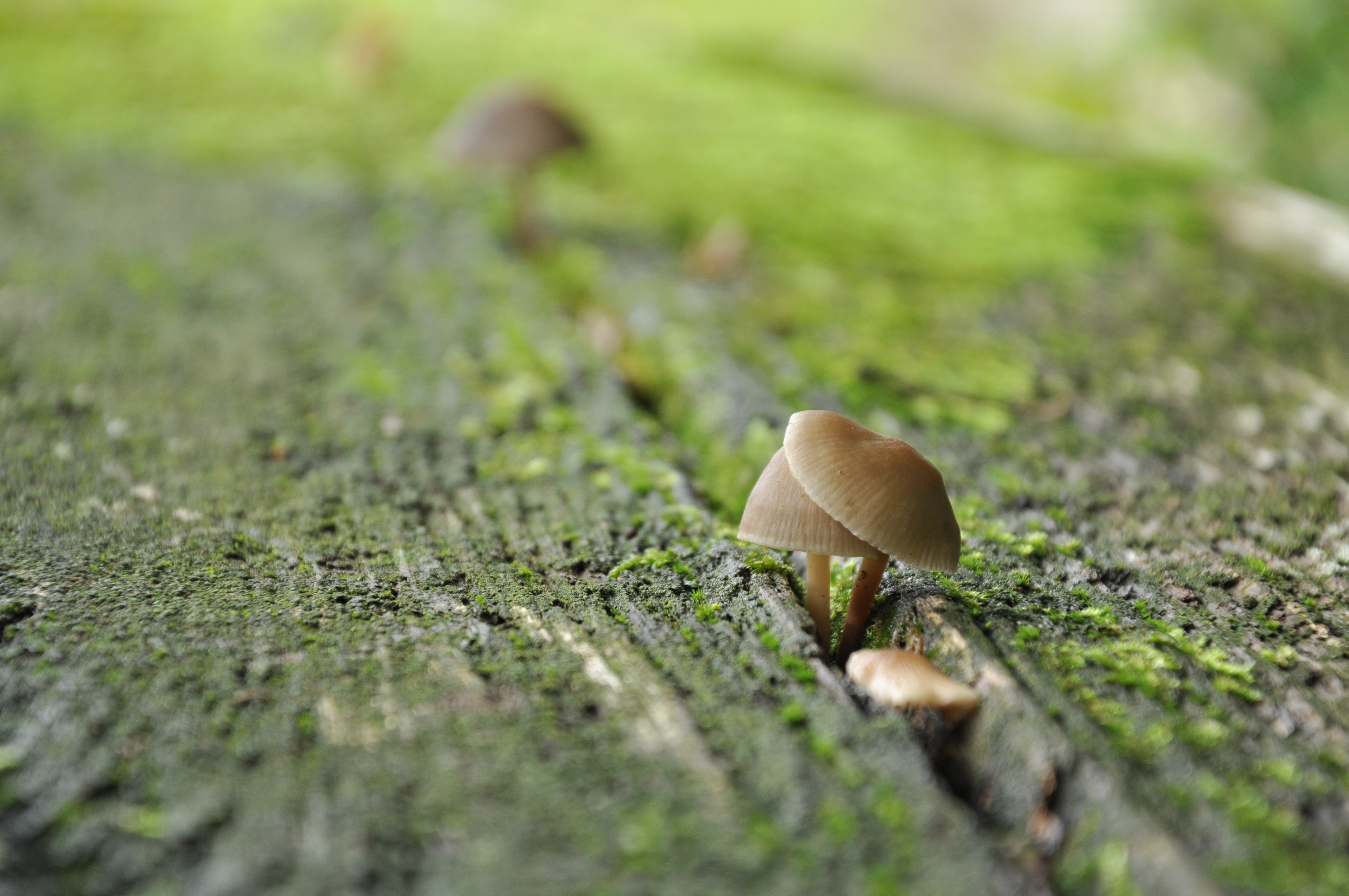 Pilze auf einer Parkbank