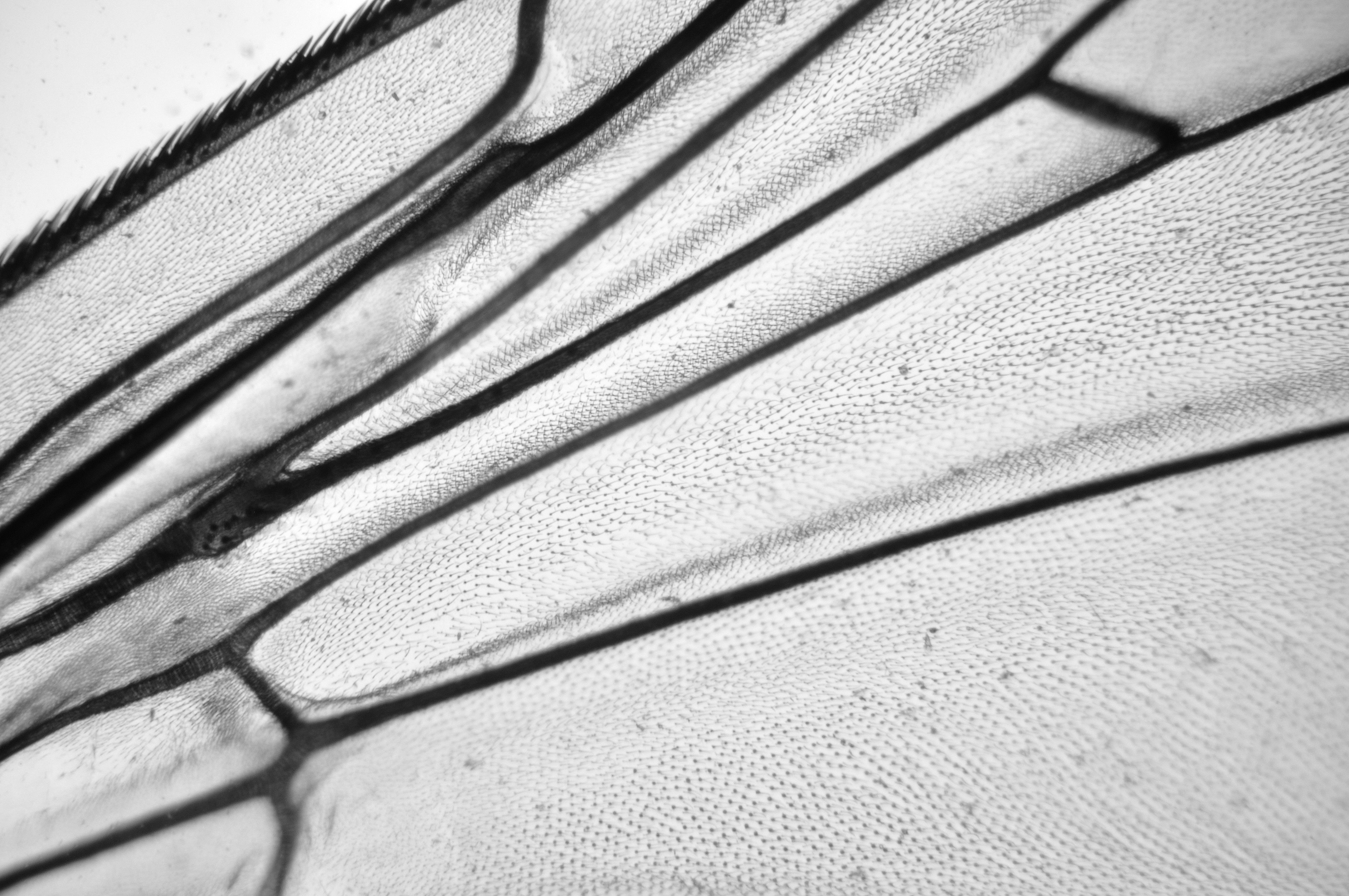 Flügel einer Stubenfliege (ca. 100fache Vergrößerung)  
