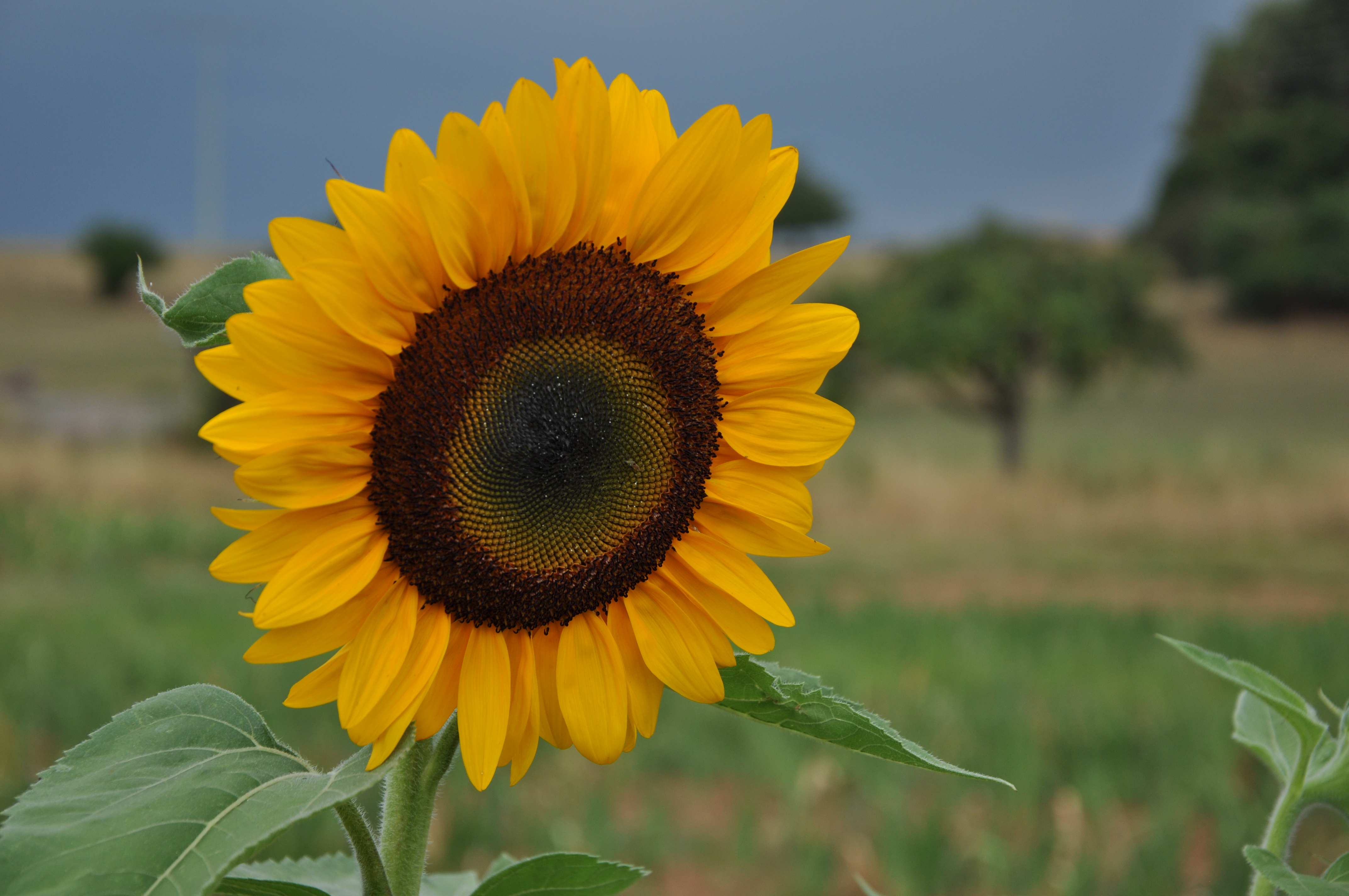 Sonnenblume in Gewitterstimmung vor Laubach - Sommer 2018